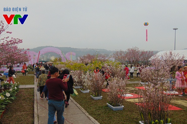 
Theo BTC, Lễ hội hoa anh đào - mai vàng Yên Tử diễn ra từ ngày 18 - 21/3 tại Quảng trường 30/10 TP Hạ Long, Quảng Ninh.
