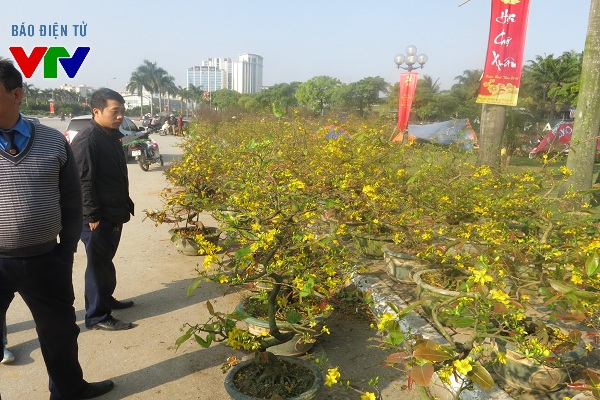 
Hoa mai được bày bán nhiều trên các tuyến phố tại Hà Nội.
