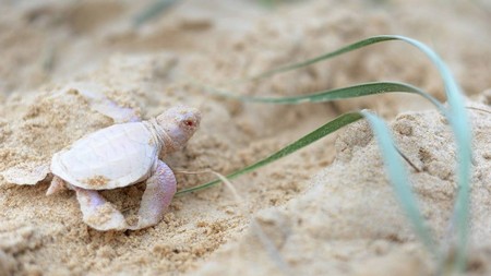 
Chú rùa con bị bạch tạng được bắt gặp trên bãi biển
