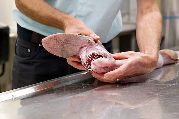 
Cá mập quái thú xuất hiện tại Úc năm ngoái từng khiến nhiều người tò mò
