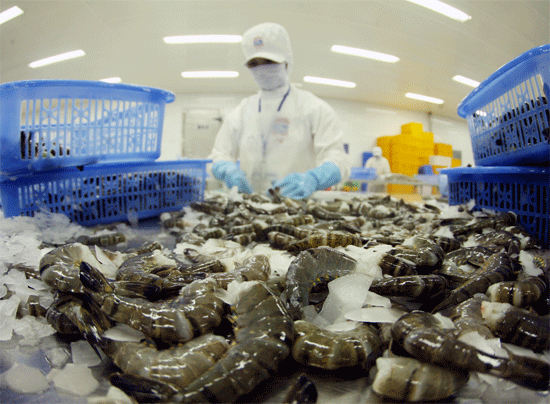 Hiệp định TPP dự báo sẽ mang lại rất nhiều cơ hội cho xuất khẩu tôm Việt Nam