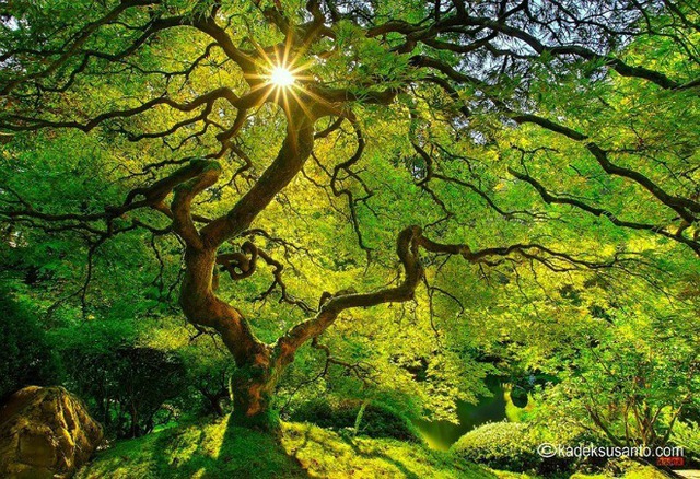 Vẻ đẹp mê mẩn của cây phong Nhật dưới ánh sáng mặt trời