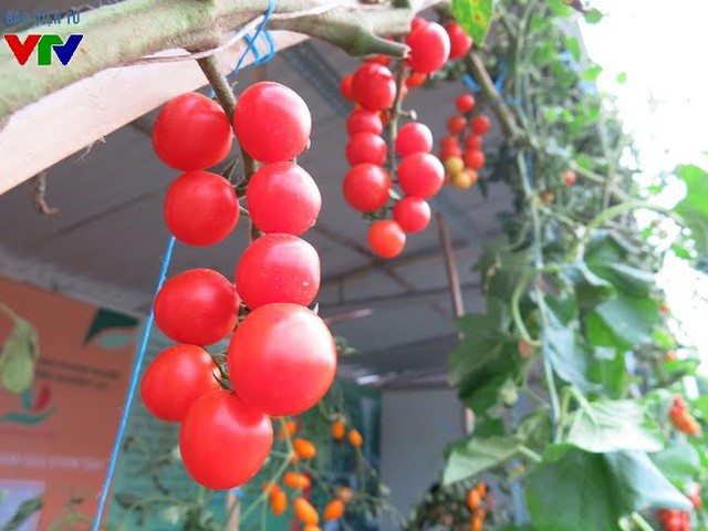 
Những quả cà chua...
