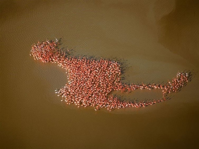 Khoảnh khắc tuyệt đẹp chụp từ trên cao của hàng ngàn con chim hồng hạc trên dòng sông ở Yucatan, Mexico, do nhiếp ảnh gia người Đức Klaus Nigge ghi lại.