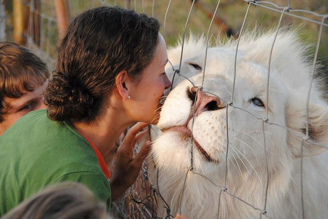 Khách tham quan một khu vườn quốc gia thích thú với sư tử trắng.