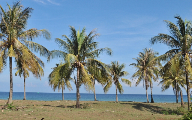 Những hàng dừa xanh ở bãi biển Dương Tơ