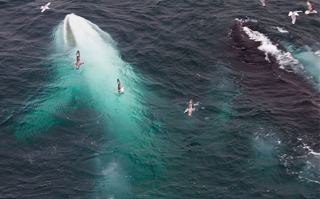 Cá voi trắng ở giữa đại dương.