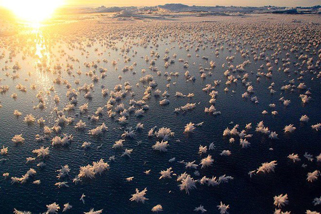 Hồ băng nở hoa ở Bắc Cực