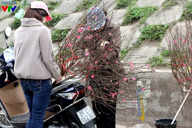 
Trước Tết Dương lịch, nhiều người đã tới chợ hoa Quảng An để chọn những cành hoa đẹp, trang trí bàn thờ tổ tiên hay nhà cửa
