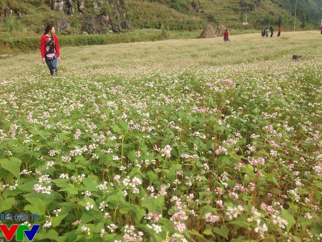 
Thung lũng hoa tam giác mạch là điểm đến yêu thích của giới nhiếp ảnh và du lịch.

 

