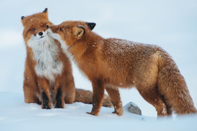 Chùm ảnh đẹp về tình yêu của các loài vật | VTV.VN