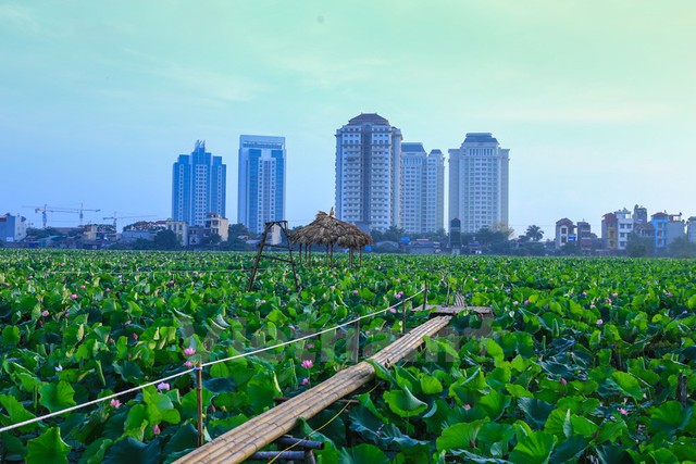 Khi sen Tây Hồ vẫn còn e ấp nụ thì tại đầm sen Xuân Đỉnh (Từ Liêm, Hà Nội) hoa đã nở ngào ngạt. (Ảnh: Minh Sơn/Vietnam+)