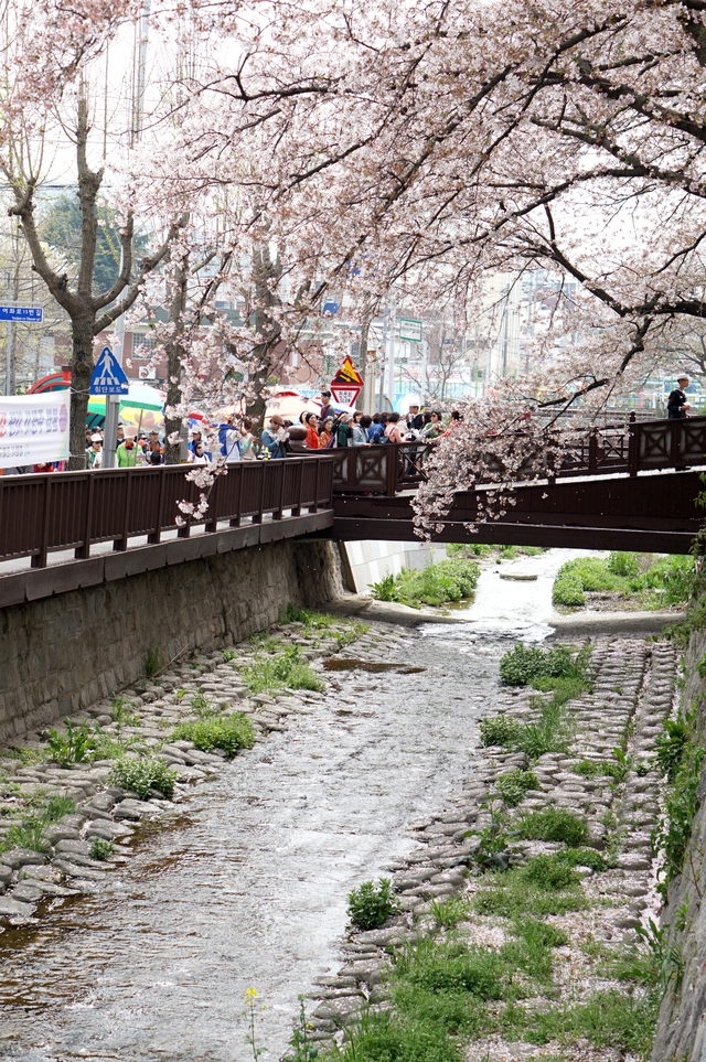 
Suối Yeojwa là một trong những điểm nhấn của lễ hội hoa anh đào Jinhae. Có chiều dài khoảng 1,5km với những cây cầu gỗ xinh xắn cùng hai hàng cây hoa anh đào đẹp mắt, suối Yeojwa thu hút rất đông du khách.
