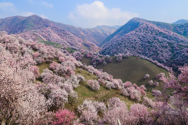 
Nếu đã quen với sắc hoa anh đào trải thảm hồng trên khắp nước Nhật vào mùa xuân, bạn sẽ ngỡ ngàng khi khung cảnh thần tiên ấy còn có ở Trung Quốc.
