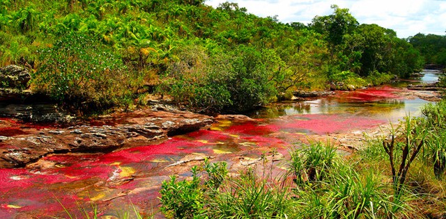 
Sông Cano Cristales, Colombia còn được gọi là “sông Ngũ sắc” với sắc đỏ nổi bật mỗi độ Thu về. Sông là nơi sinh sống của nhiều loài động thực vật quý hiếm.
