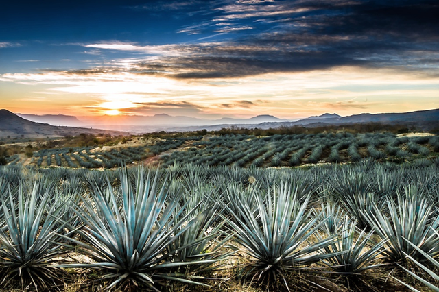 
Những cây thùa xanh quý giá của vùng Tequila là nguyên liệu để sản xuất ra thứ rượu quý. Phải mất tới 12 năm sinh trưởng cây mới cho thu hoạch.
