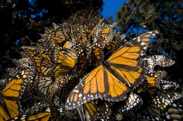 
Đến với Mexico, du khách không khỏi choáng ngợp trước khung cảnh hàng đàn bướm Monarch, hay còn gọi là bướm vua, di cư từ Canada qua Mỹ tới vùng núi phía Tây của Mexico vào tháng 8 hàng năm.
