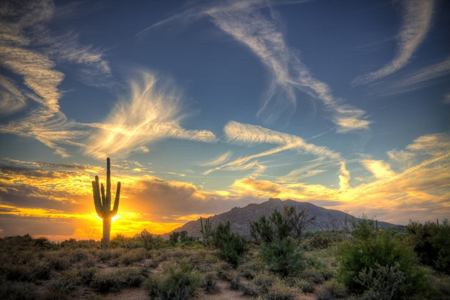 
Xương rồng Saguaro là một trong những loài cây đặc trưng của sa mạc Sonoran và trở thành biểu tượng của các vùng sa mạc Mexico.
