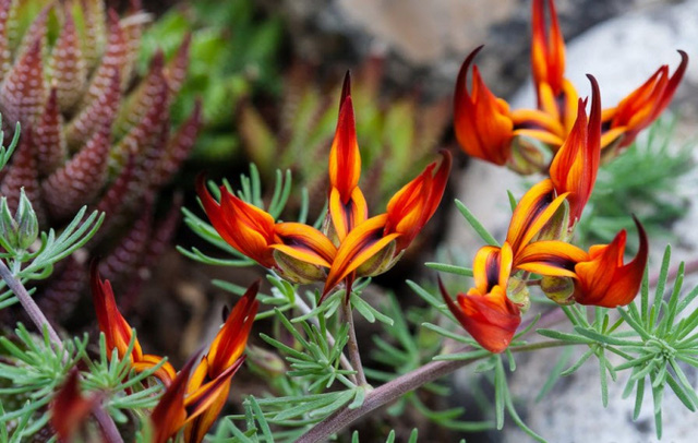 Chiêm ngưỡng 10 loài hoa hiếm và đẹp nhất thế giới | VTV.VN