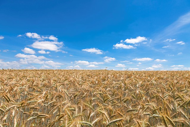 
Những cánh đồng lúa chín vàng: Mặc dù nền kinh tế Luxembourg bây giờ không phụ thuộc chính vào nông nghiệp nhưng nhiều ngành nông nghiệp vẫn tồn tại ở vùng đồng bằng sông Moselle. Những vụ mùa lúa mạch, yến mạch, lúa mì, khoai tây hay nho khiến khung cảnh những miền quê này đẹp như tranh vẽ.
