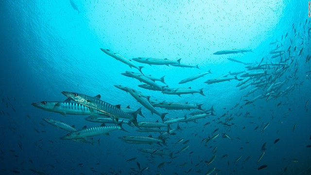 
Các loài cá săn mồi rất đông đảo, chúng thường tụ tập thành những đàn lớn tạo hình vòng tròn
