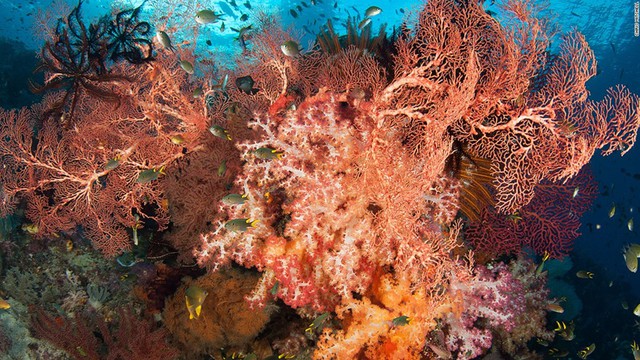 
Những san hô mềm và chùm sao biển tạo thành một đám màu sắc rực rỡ của rạn san hô chắc chắn sẽ gây ấn tượng với mỗi du khách tham gia chuyến lặn biển ở đây
