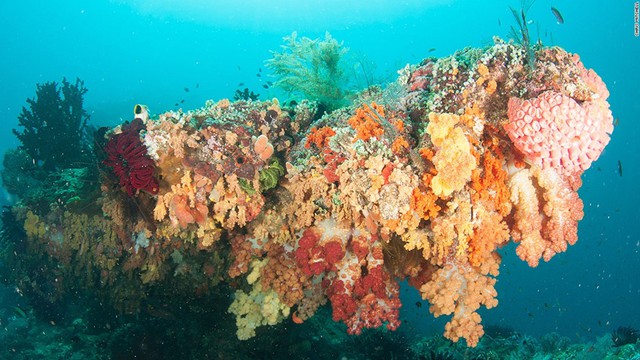 
Dưới môi trường đại dương, rạn san hô mềm thường có một lớp cặn bám lớn dần theo thời gian. Mảng cặn đá vôi này phủ lên giống như lớp chăn phủ ngoài rạn san hô.
