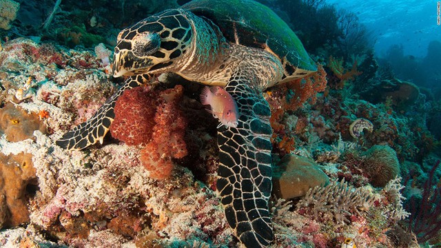 
Rạn san hô ở Raja có rất nhiều loài cá và sinh vật sinh sống, như loài rùa biển này
