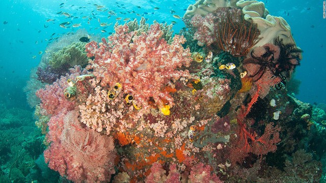 
Các loài cá thích bơi quanh những rạn san hô hình dạng giống một cây nấm khổng lồ. Đây vừa nơi trú ẩn vừa là vùng kiếm ăn hàng ngày của chúng.
