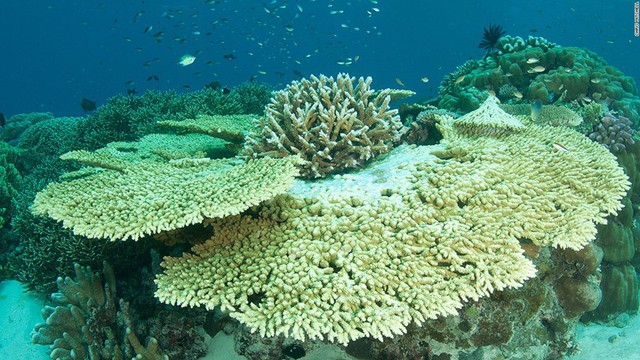 
Mỗi khe đá là nơi trú ngụ và phát triển của san hô. Ở đó có nhiều loài san hô khác nhau luôn ganh đua và cùng phát triển.
