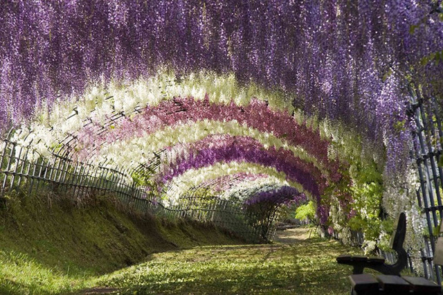 
Bạn có từng muốn ghé thăm đường hầm Wisteria? Nếu vậy, khu vườn Kawachi nằm ở phía nam đảo Kyushu chính là điểm đến dành cho bạn. Người Nhật Bản yêu Wisteria và những đóa hoa chính là nét đặc trưng trong thơ Waka của Nhật Bản. Thời điểm tốt nhất để thăm khu vườn là vào cuối tháng 4 khi những bông hoa mang những sắc màu rực rỡ nhất.
