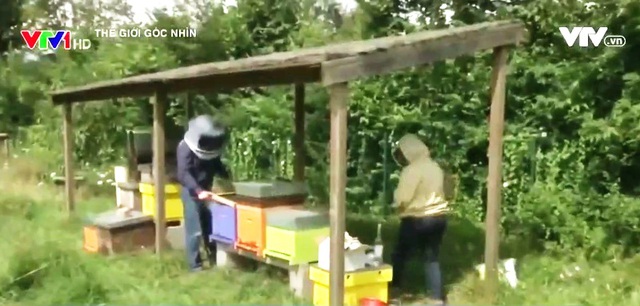 
Các đõ ong phải đặt dưới mái che để tránh mưa.
