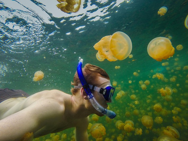 
Hồ Ongeim LTketau, Palau là vương quốc độc quyền của loài sứa vàng trong suốt. Số lượng sứa trong hồ rất đông đúc vì không có kẻ thù nào của chúng sinh sống ở đây.
