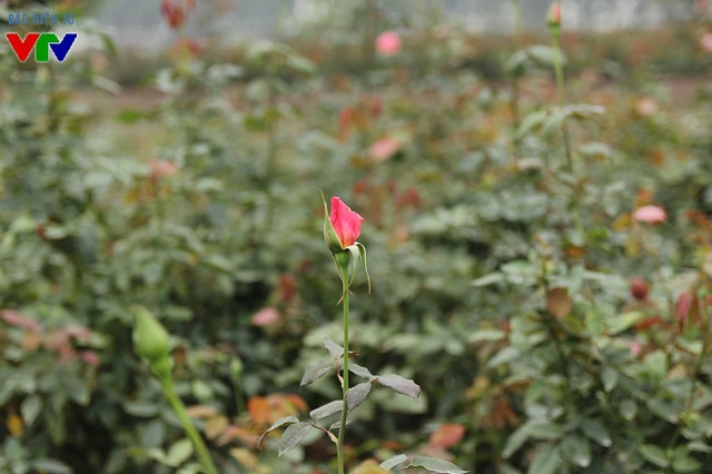 
Tuy vậy, số hộ có hoa hồng thu hoạch thời điểm 8/3 lại không nhiều. Tại làng hoa Tây Tựu, những ruộng hoa hồng cho thu hoạch chỉ rải rác và có diện tích không lớn.
