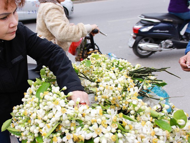 
Hoa bưởi thơm lừng thường được mua về để ướp trà hay sắn dây, hoặc đơn giản chỉ là để cho thơm nhà
