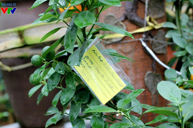 
Những chậu quất bonsai được khách đặt trước sẽ được đánh ghi cẩn thận, chờ ngày vận chuyển
