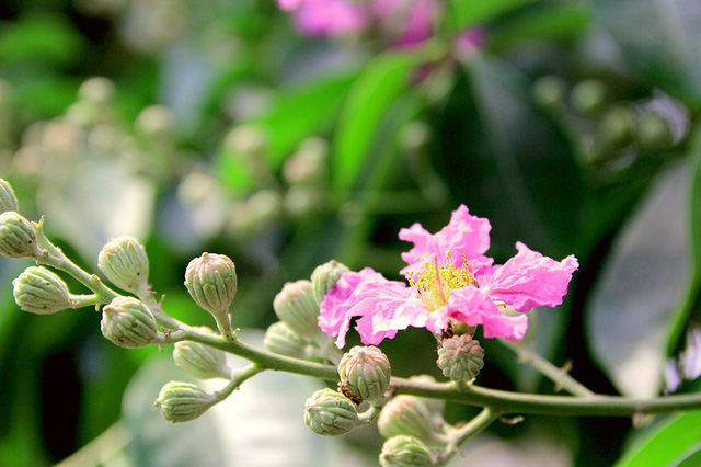 
Hoa được trồng trên những con phố Hà Nội chủ yếu có màu có màu tím đậm, tím nhạt và hồng phai
