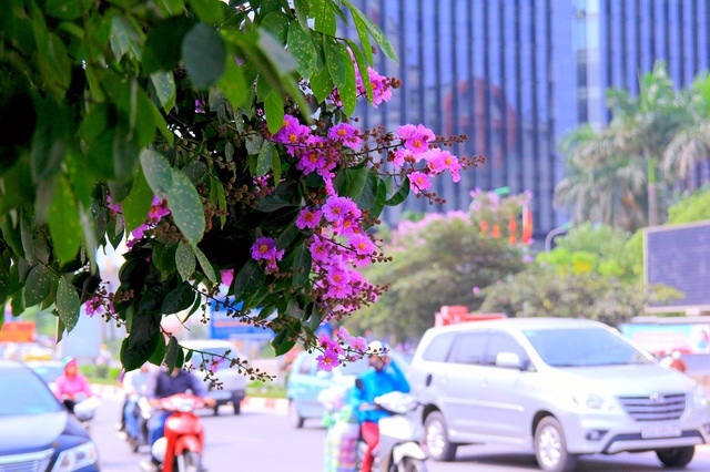 
Tại Hà Nội, hoa bằng lăng đang nở tím trên các con đường như Kim Mã, Trần Thái Tông, Tôn Thất Thuyết...
