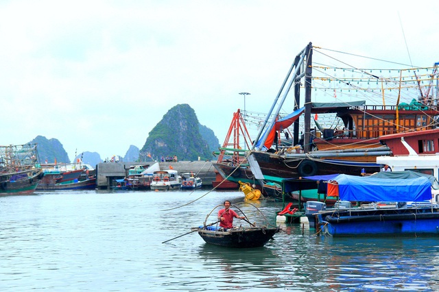 
Để ra đảo Ngọc Vừng, du khách có thể đi tàu cao tốc từ Hòn Gai (Hạ Long) hoặc lựa chọn tàu gỗ chạy từ cảng Cái Rồng (Vân Đồn)
