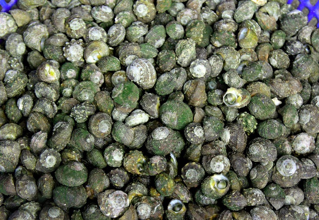 
Khi trở về, du khách có thể mua hải sản tươi sống ngay tại đảo về làm quà. Nhiều người lựa chọn ốc đá vì vị thơm ngọt, sống lâu, dễ mang theo khi vào tới đất liền.

