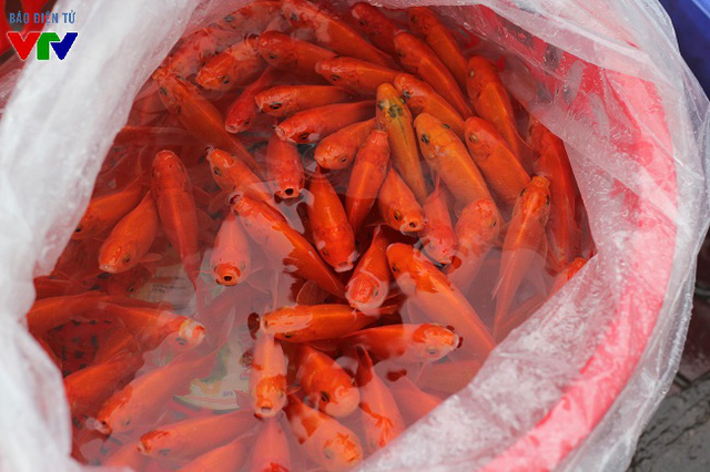 
Theo một chủ hàng bán cá chép đỏ, cá được nhập tại chợ cá đầu mối làng Sở Thượng (Yên Sở, Hoàng Mai, Hà Nội) vào ban đêm để có thể phục vụ khách hàng từ sáng sớm
