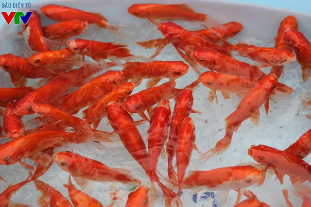 
Loại cá chép đỏ Tam Dương với màu sắc bắt mắt là loại được ưa chuộng nhất. Bộ 3 cá chép to, đẹp sẽ được bán với giá khoảng 30.000 đồng.
