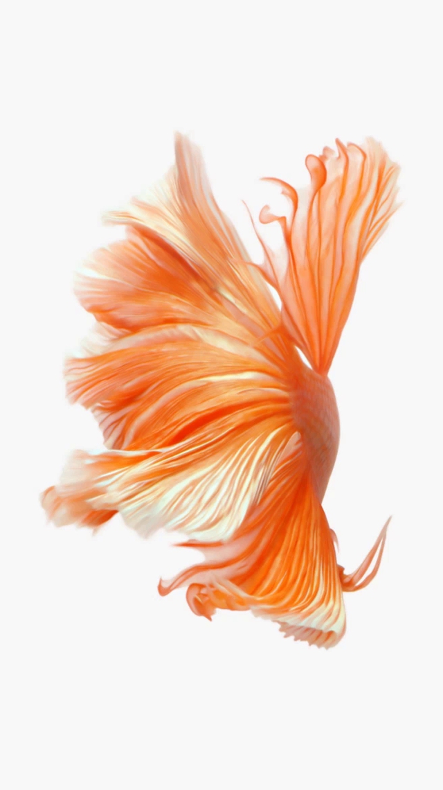 iOS 16 đưa hình nền cá hề huyền thoại của thế hệ đầu trở lại | Hoàng Hà  Mobile