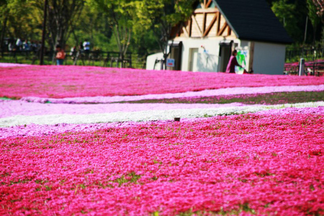 Tuyệt đẹp thảm hoa hồng rêu tại công viên Hitsujiyama, Nhật Bản ...