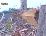 Hơn 100 ha rừng tự nhiên tỉnh Phú Yên bị chặt phá