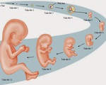 Vai trò quan trọng của thai giáo trong giai đoạn bào thai