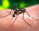 Hàn Quốc ghi nhận trường hợp thứ 3 nhiễm virus Zika