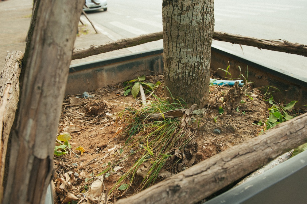 Kỳ lạ trồng cây trong bồn nhựa cao 1 mét trên vỉa hè - Ảnh 6.