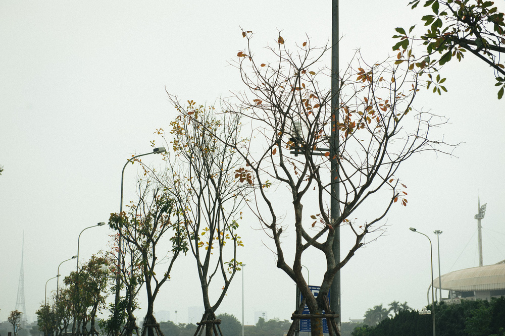 Kỳ lạ trồng cây trong bồn nhựa cao 1 mét trên vỉa hè - Ảnh 5.