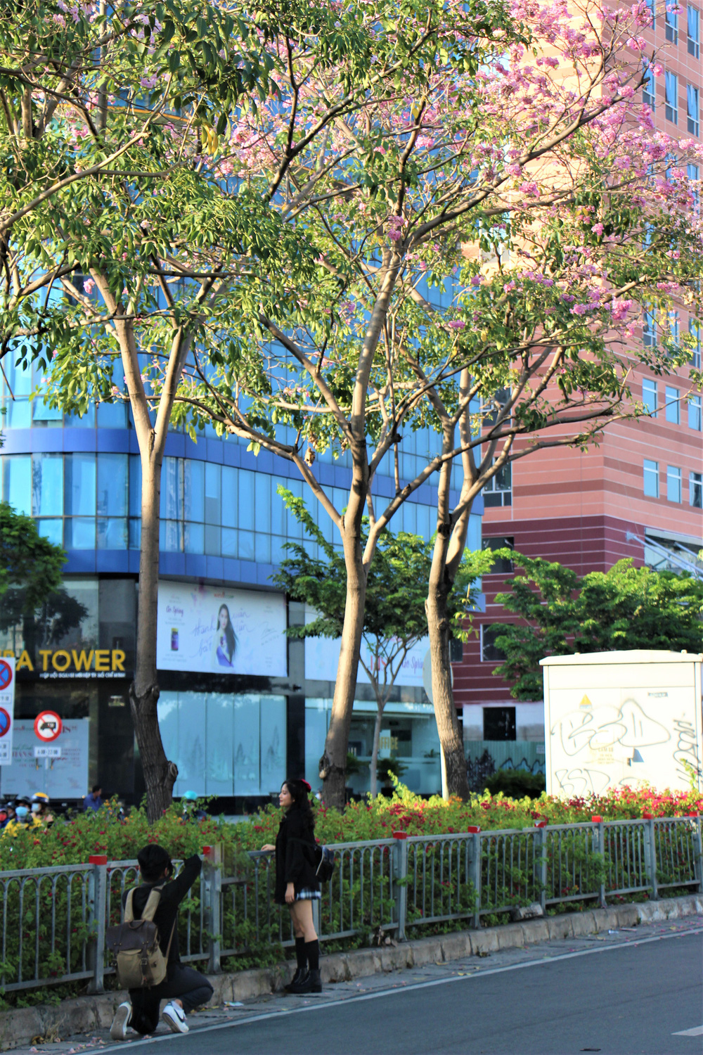 Đường phố TP Hồ Chí Minh thơ mộng trong sắc hoa kèn hồng rực rỡ - Ảnh 5.